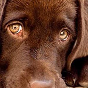 Meet your Posher, Johnny